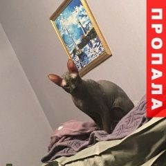 Подробнее об объявлении «Красноярск Пропал кот» Фото: пропала кошка  «Красноярск Пропал кот» в г. Красноярск