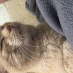 Подробнее об объявлении «Пропал кот, сибирь Волоконовка» Фото: пропала кошка  «Пропал кот, сибирь Волоконовка» в г. Волоконовка