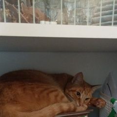 Подробнее об объявлении «Пропала кошка наша кошечка Керчь» Фото: пропала кошка Абиссинская кошка «Пропала кошка наша кошечка Керчь» в г. Керчь