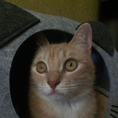 Подробнее об объявлении «Пропал кот светло-рыжий кот в районе чкалова Владикавказ» Фото: пропала кошка  «Пропал кот светло-рыжий кот в районе чкалова...» в г. Владикавказ