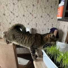 Подробнее об объявлении «Пропала кошка Нальчик» Фото: пропала кошка  «Пропала кошка Нальчик» в г. Нальчик