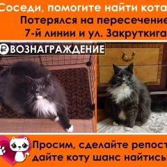 Подробнее об объявлении «Пропал кот помогите найти вознаграждение Ростов-на-Дону» Фото: пропала кошка  «Пропал кот помогите найти вознаграждение...» в г. Ростов-на-Дону