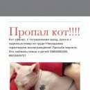 Подробнее об объявлении «Пропала кошка сфинкс Москва» Фото: пропала кошка  «Пропала кошка сфинкс Москва» в г. Москва