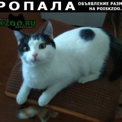 Подробнее об объявлении «Пропал котёнок подросток 9 месяцев Электросталь» Фото: пропала кошка  «Пропал котёнок подросток 9 месяцев Электросталь» в г. Электросталь