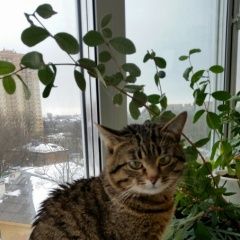 Подробнее об объявлении «Пропал кот Калуга» Фото: пропала кошка  «Пропал кот Калуга» в г. Калуга