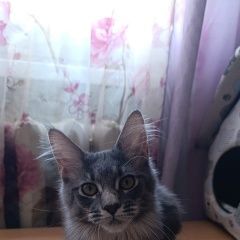 Подробнее об объявлении «Калининград (Кенигсберг) Пропала кошка» Фото: пропала кошка  «Калининград (Кенигсберг) Пропала кошка» в г. Калининград (Кенигсберг)