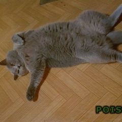 Подробнее об объявлении «Пропала кошка Голицыно (Московская обл.)» Фото: пропала кошка Британская короткошерстная «Пропала кошка Голицыно (Московская обл.)» в г. Голицыно (Московская обл.)