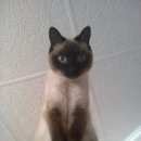 Подробнее об объявлении «Мошково Пропала кошка» Фото: пропала кошка Тайская «Мошково Пропала кошка» в г. Мошково
