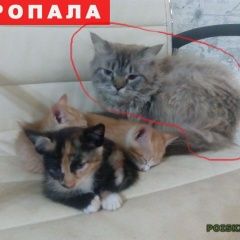 Подробнее об объявлении «Владивосток Пропал кот порода невская маскарадная» Фото: пропала кошка Невская маскарадная «Владивосток Пропал кот порода невская маскарадная» в г. Владивосток