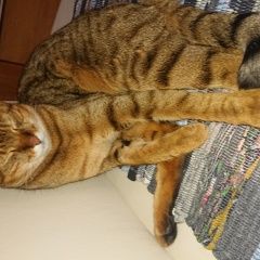 Подробнее об объявлении «Пропал кот молодой кот, мельничный ручей Всеволожск» Фото: пропала кошка  «Пропал кот молодой кот, мельничный ручей...» в г. Всеволожск