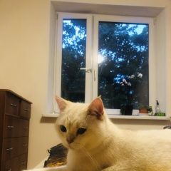 Подробнее об объявлении «Москва Пропал кот ик» Фото: пропала кошка Британская короткошерстная «Москва Пропал кот ик» в г. Москва