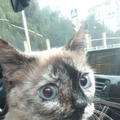 Подробнее об объявлении «Пропала кошка Ставрополь» Фото: пропала кошка  «Пропала кошка Ставрополь» в г. Ставрополь