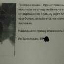 Подробнее об объявлении «Волгоград Пропала кошка» Фото: пропала кошка  «Волгоград Пропала кошка» в г. Волгоград