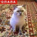 Подробнее об объявлении «Сургут Пропал кот» Фото: пропала кошка  «Сургут Пропал кот» в г. Сургут