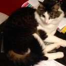 Подробнее об объявлении «Конаково Пропал кот sos   вознаграждение гарантируем» Фото: пропала кошка  «Конаково Пропал кот sos   вознаграждение...» в г. Конаково