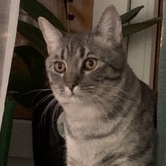 Подробнее об объявлении «Киржач Пропал кот в д. тельвяково» Фото: пропала кошка  «Киржач Пропал кот в д. тельвяково» в г. Киржач