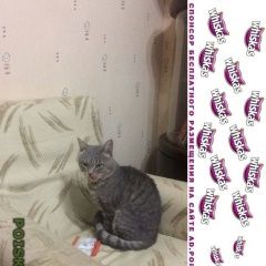 Подробнее об объявлении «Пропал кот Королев» Фото: пропала кошка  «Пропал кот Королев» в г. Королев