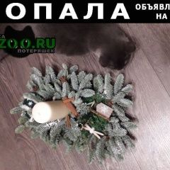 Подробнее об объявлении «Пропал кот в районе сипайлово Уфа» Фото: пропала кошка  «Пропал кот в районе сипайлово Уфа» в г. Уфа