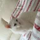 Подробнее об объявлении «Пропала кошка Звенигород» Фото: пропала кошка  «Пропала кошка Звенигород» в г. Звенигород