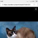 Подробнее об объявлении «Пропала кошка Немчиновка» Фото: пропала кошка  «Пропала кошка Немчиновка» в г. Немчиновка