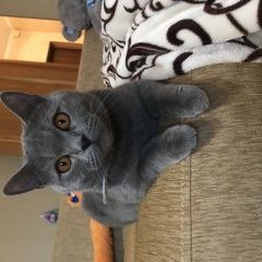 Подробнее об объявлении «Пропал кот британец Анапа» Фото: пропала кошка Британская длинношерстная кошка «Пропал кот британец Анапа» в г. Анапа