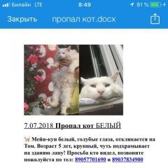 Подробнее об объявлении «Пропал кот белый Красногорск» Фото: пропала кошка Мейн-кун «Пропал кот белый Красногорск» в г. Красногорск