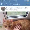 Подробнее об объявлении «Москва Пропал кот» Фото: пропала кошка  «Москва Пропал кот» в г. Москва