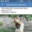 Подробнее об объявлении «Сургут Пропала собака кобель йорк» Фото: пропала собака Йоркширский терьер «Сургут Пропала собака кобель йорк» в г. Сургут