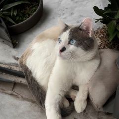 Подробнее об объявлении «Пропал кот Калязин» Фото: пропала кошка  «Пропал кот Калязин» в г. Калязин