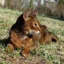 Подробнее об объявлении «Москва Пропал кот» Фото: пропала кошка Абиссинская «Москва Пропал кот» в г. Москва