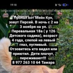 Подробнее об объявлении «Пропал кот мейн кун Сочи» Фото: пропала кошка Мейн-кун «Пропал кот мейн кун Сочи» в г. Сочи