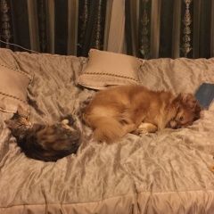 Подробнее об объявлении «Пропала кошка Мытищи» Фото: пропала кошка  «Пропала кошка Мытищи» в г. Мытищи