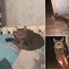 Подробнее об объявлении «Волгоград Пропал кот, лексус.» Фото: пропала кошка  «Волгоград Пропал кот, лексус.» в г. Волгоград