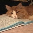 Подробнее об объявлении «Коломна Пропал кот» Фото: пропала кошка  «Коломна Пропал кот» в г. Коломна