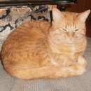 Подробнее об объявлении «Пропала кошка помогите найти Оренбург» Фото: пропала кошка  «Пропала кошка помогите найти Оренбург» в г. Оренбург