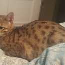 Подробнее об объявлении «Подольск Пропала кошка» Фото: пропала кошка  «Подольск Пропала кошка» в г. Подольск