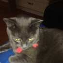 Подробнее об объявлении «Пропал кот Оренбург» Фото: пропала кошка  «Пропал кот Оренбург» в г. Оренбург