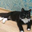 Подробнее об объявлении «Пропала кошка Щербинка» Фото: пропала кошка Норвежская лесная «Пропала кошка Щербинка» в г. Щербинка
