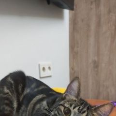 ����: ������� �����  ������� ������� ����� � ������� ������������� � �. ������