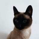 Подробнее об объявлении «Пропала кошка Томск» Фото: пропала кошка Сиамская «Пропала кошка Томск» в г. Томск