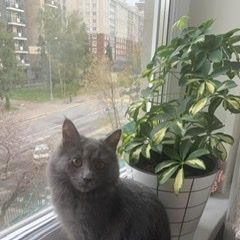 Подробнее об объявлении «Москва Пропала кошка русская голубая..» Фото: пропала кошка Русская голубая «Москва Пропала кошка русская голубая..» в г. Москва