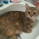 Подробнее об объявлении «Краснодар Пропала кошка район ростовского шоссе 14 км» Фото: пропала кошка  «Краснодар Пропала кошка район ростовского шоссе...» в г. Краснодар