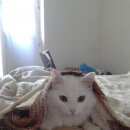 Подробнее об объявлении «Пропала кошка белая, хвост пушистый, крупная Звенигород» Фото: пропала кошка  «Пропала кошка белая, хвост пушистый, крупная...» в г. Звенигород