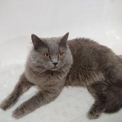 Подробнее об объявлении «Пропал кот Ростов-на-Дону» Фото: пропала кошка  «Пропал кот Ростов-на-Дону» в г. Ростов-на-Дону