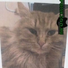 Подробнее об объявлении «Кохма Пропал кот, 3года, рыжий» Фото: пропала кошка  «Кохма Пропал кот, 3года, рыжий» в г. Кохма