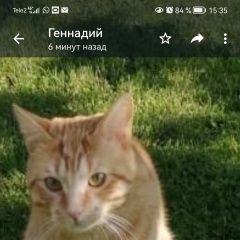 Подробнее об объявлении «Пропал кот Ногинск» Фото: пропала кошка  «Пропал кот Ногинск» в г. Ногинск