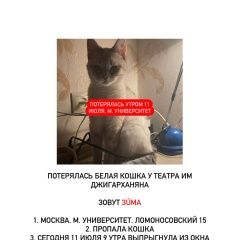 Подробнее об объявлении «Пропала кошка белая кошка з ма у театра джигарханяна Москва» Фото: пропала кошка Тайская кошка «Пропала кошка белая кошка з ма у театра...» в г. Москва