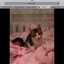 Подробнее об объявлении «Пропал кот Бежецк» Фото: пропала кошка  «Пропал кот Бежецк» в г. Бежецк