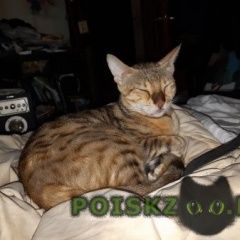 Подробнее об объявлении «Пропала кошка Москва» Фото: пропала кошка  «Пропала кошка Москва» в г. Москва