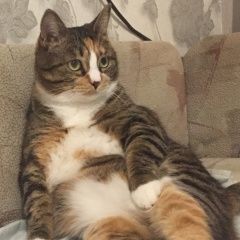 Подробнее об объявлении «Хабаровск Пропала кошка» Фото: пропала кошка  «Хабаровск Пропала кошка» в г. Хабаровск